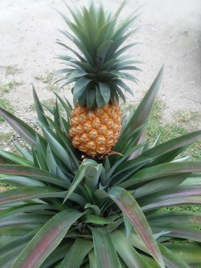 Kaireva Beach House Rarotonga Eksteriør billede